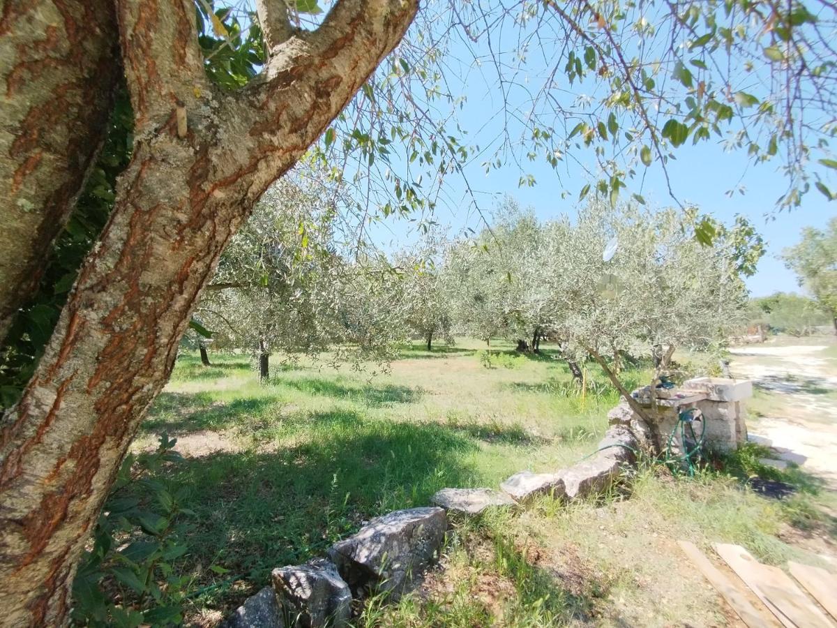 Appartement Marti'S House In The Olive Grove à Fažana Extérieur photo