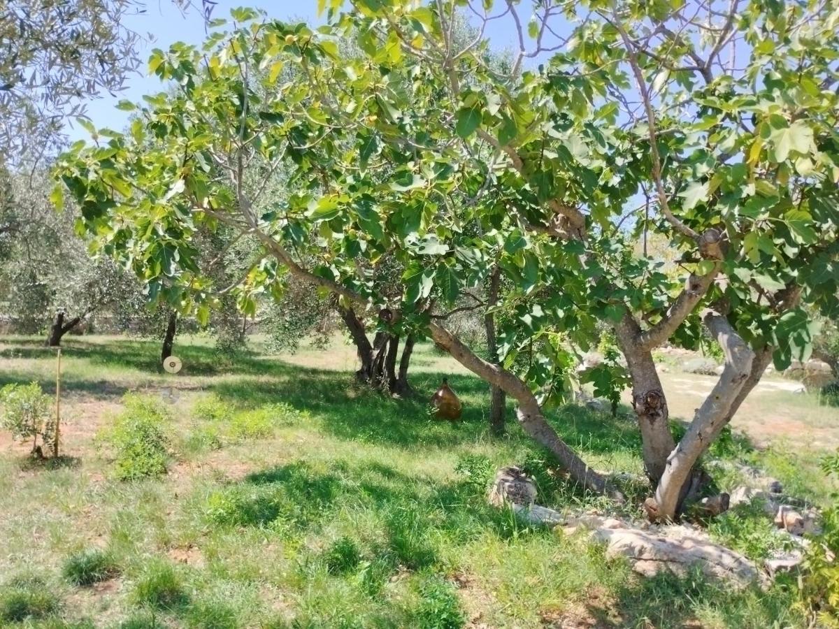 Appartement Marti'S House In The Olive Grove à Fažana Extérieur photo