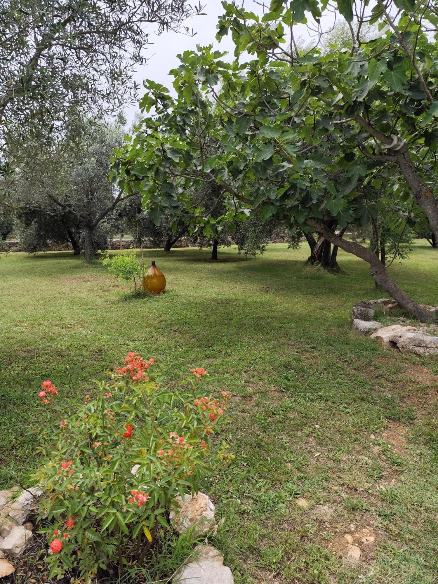Appartement Marti'S House In The Olive Grove à Fažana Extérieur photo