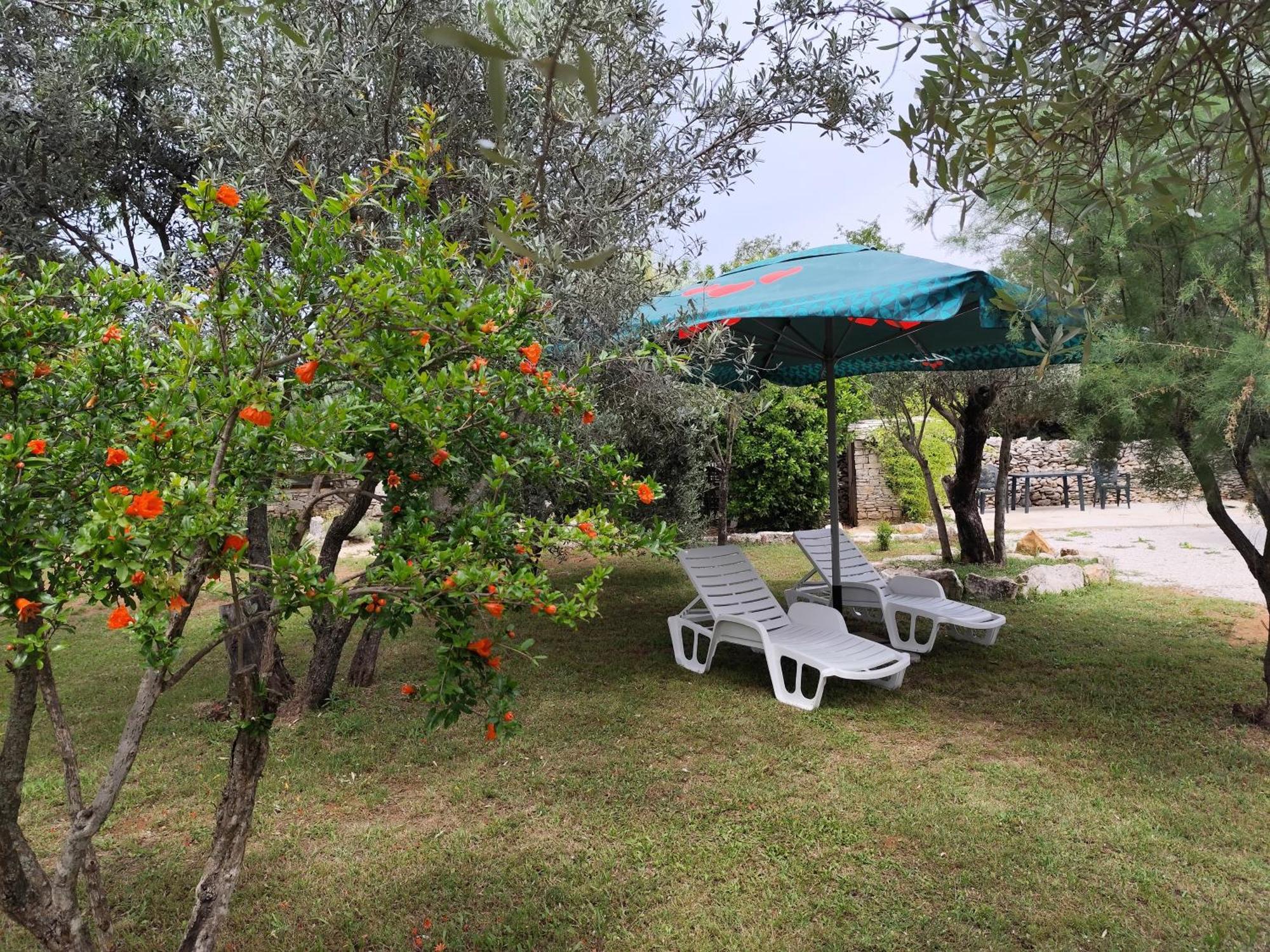 Appartement Marti'S House In The Olive Grove à Fažana Extérieur photo